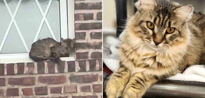 建物にしがみついていた猫