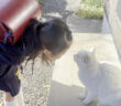 猫に人間の挨拶を教える女の子