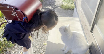猫に人間の挨拶を教える女の子