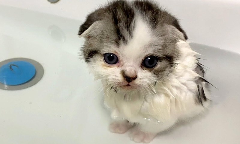初めてお風呂に入った子猫