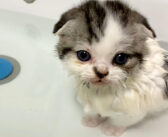 お風呂が大好きな子猫。初めてのお風呂に慌てることなく、ポカポカの湯船にゆっくりと浸かる様子がとっても可愛かった♡