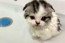 初めてお風呂に入った子猫