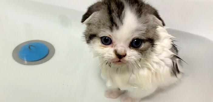 お風呂が大好きな子猫。初めてのお風呂に慌てることなく、ポカポカの湯船にゆっくりと浸かる様子がとっても可愛かった♡