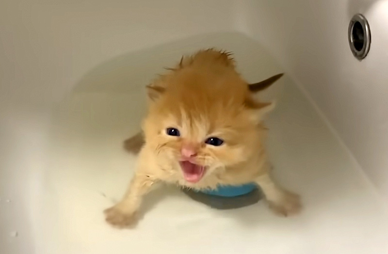 お風呂に入った子猫