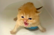 お風呂に入った子猫