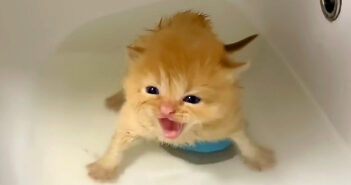 お風呂に入った子猫