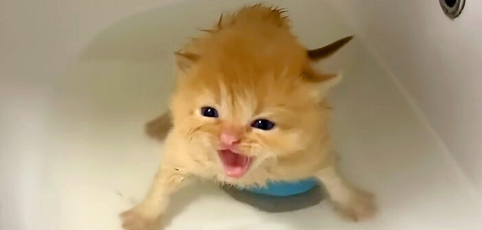 お風呂に入った子猫