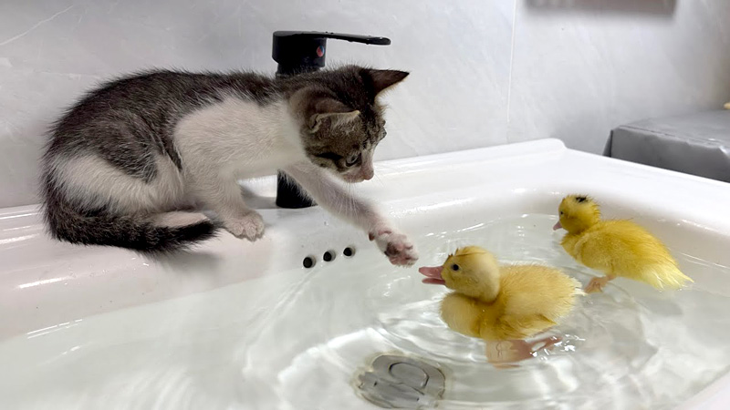 お風呂に入るヒナ達が気になる子猫