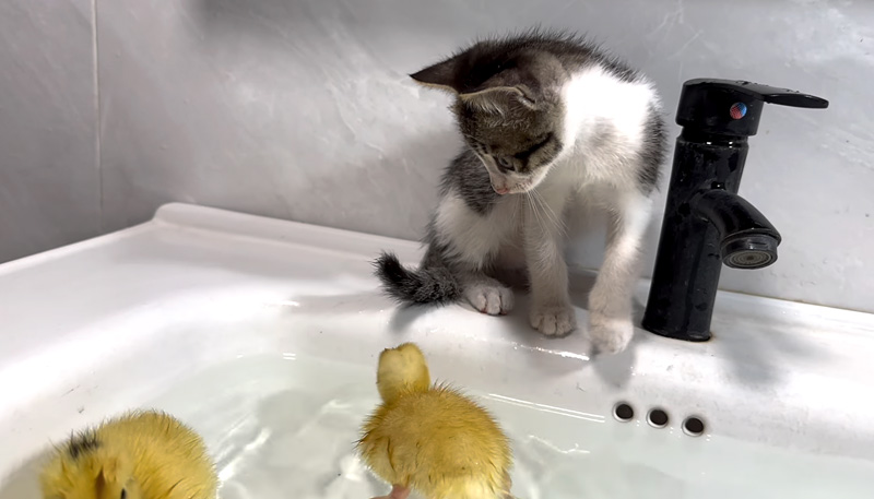 ヒナにお風呂に誘われる子猫