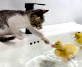 お風呂に入るアヒルのヒナ達がとっても気になる子猫。「一緒に入ろう」と誘われるもドキドキするようで… ( *´艸｀)