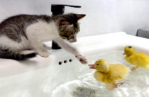 お風呂に入るヒナ達が気になる子猫