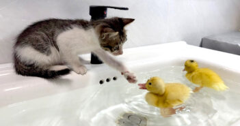 お風呂に入るヒナ達が気になる子猫