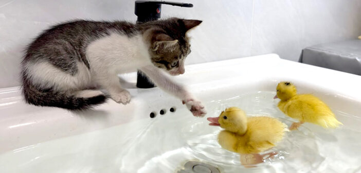 お風呂に入るヒナ達が気になる子猫