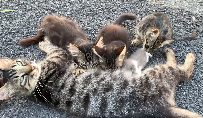 ミルクを飲む子猫