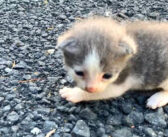 お腹を空かせた孤児の子猫を引き取った母猫。我が子と一緒にミルクを飲ませて、愛情を注ぐ姿に心が温まる