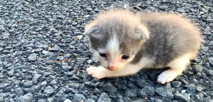 お腹を空かせた孤児の子猫を引き取った母猫。我が子と一緒にミルクを飲ませて、愛情を注ぐ姿に心が温まる