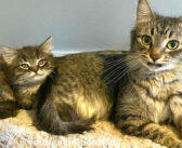 唯一の我が子を守り続けていた保護猫。決して壊れることのない強い絆で、ずっと願っていたふたりの夢を実現させる！