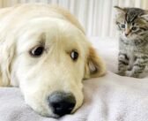 どうしても子猫とお友達になりたいゴールデンレトリバー。何度も「シャー!」されるも諦めない様子が可愛い♪