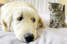 子猫とお友達になりたいゴールデンレトリバー