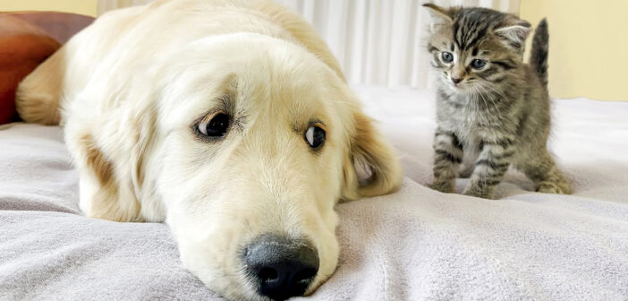 子猫とお友達になりたいゴールデンレトリバー