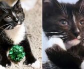 見えない目で路上を彷徨っていた子猫。迎えられた家で温かい家族と先住猫の助けを借りて、再び目が見えるようになる