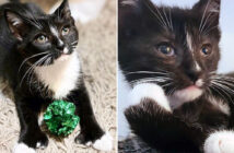 目が見えるようになった子猫