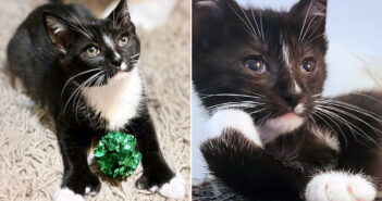 目が見えるようになった子猫