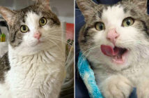 保護されて一瞬で変わった猫