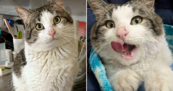 保護されて一瞬で変わった猫