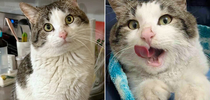 保護されて一瞬で変わった猫