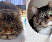 何年も野外で命を繋いできた優しい猫。家に招き入れてくれた温かい人との出会いによって、その後の人生が180度変わる