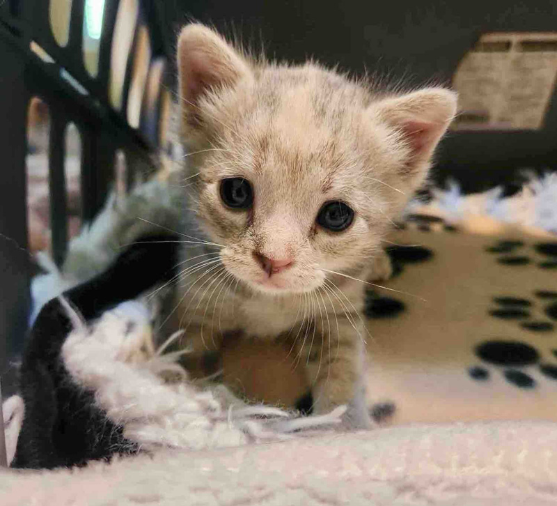 保護された子猫