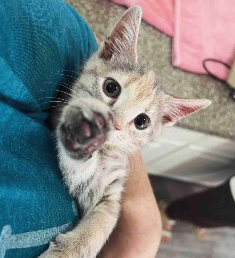 抱っこされる子猫