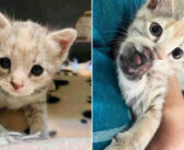 保護施設から迷子の子猫を一時的に預かることを決めた家族。でも子猫の方は違う計画を持っていました!