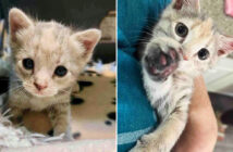 保護された子猫