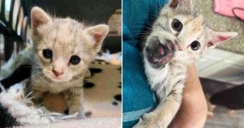 保護された子猫