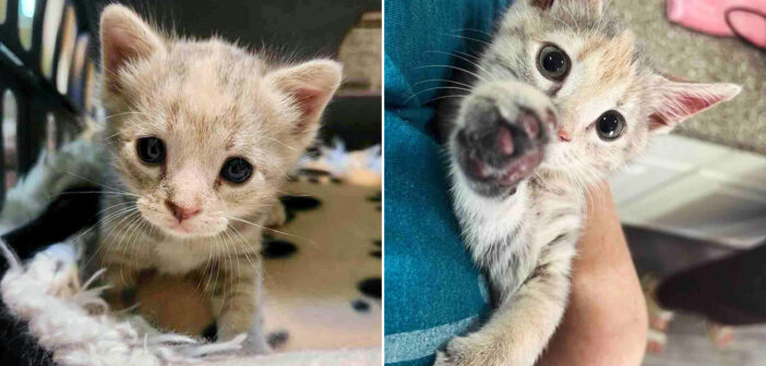 保護された子猫