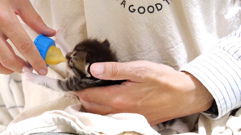 ミルクを飲む子猫