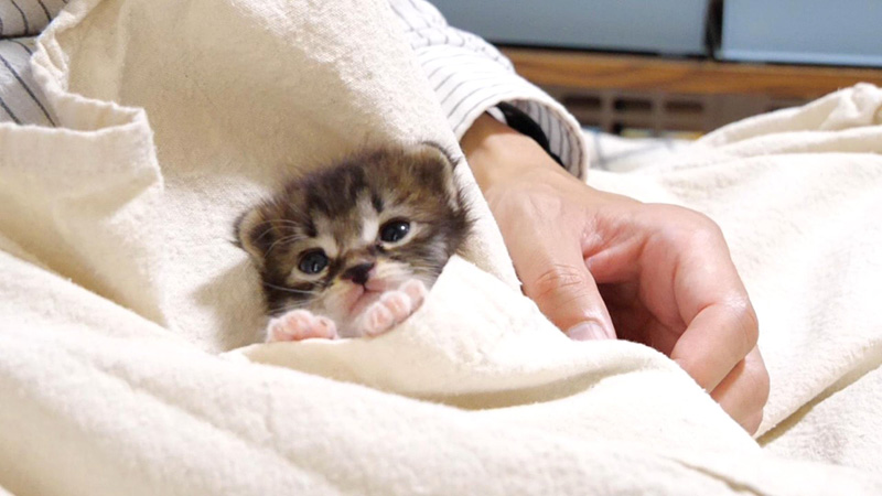 ポケットでうっとりする子猫