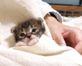 可愛い声でミルクをおねだりした後は、ポケットの中でうっとりしちゃう子猫。その可愛すぎる姿にキュンとする ( *´艸｀)♡