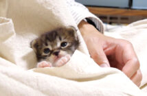 ポケットの中でうっとりする子猫