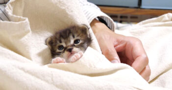 ポケットの中でうっとりする子猫