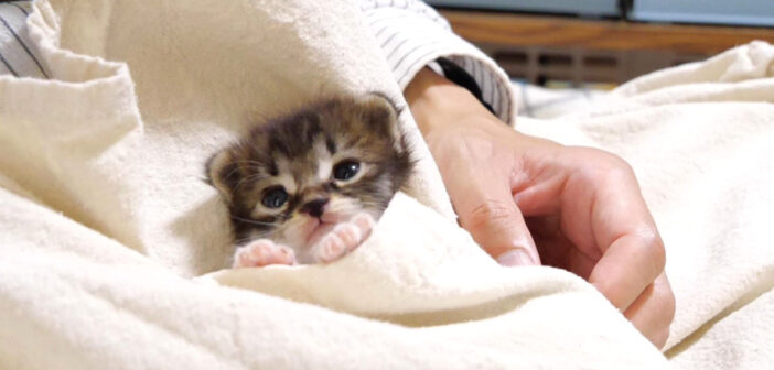 ポケットの中でうっとりする子猫