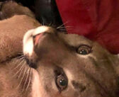 家に帰ると何かがソファーの上でくつろいでた！ それはなんと野生のピューマでした ( ﾟДﾟ)！