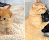 幼い頃に雨の中から救出された茶トラ猫。安全な家で自信をつけると、困っている子猫達にたくさんの愛情を注ぎ始める!