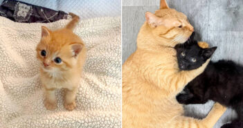 幼い頃に雨の中から救出された茶トラ猫。安全な家で自信をつけると、困っている子猫達にたくさんの愛情を注ぎ始める! 保護された猫