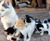 自分はご飯を食べずに、子猫達に授乳を続けていた母猫。保護先の家が安全な場所だと分かると、次第に嬉しい変化が