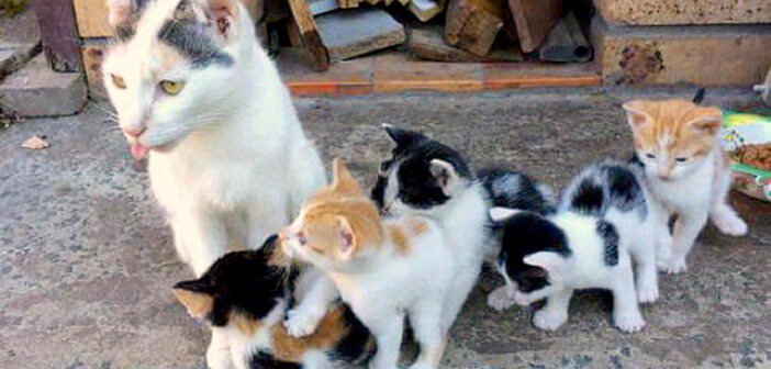 自分はご飯を食べずに、子猫達に授乳を続けていた母猫。保護先の家が安全な場所だと分かると、次第に嬉しい変化が