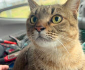 寒さに凍えていた猫を車に乗せてあげたら… とっても嬉しかったようで、愛らしい姿を次々と見せてくれた (*´ｪ｀*)