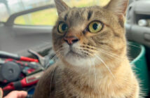 車に乗せてもらった猫